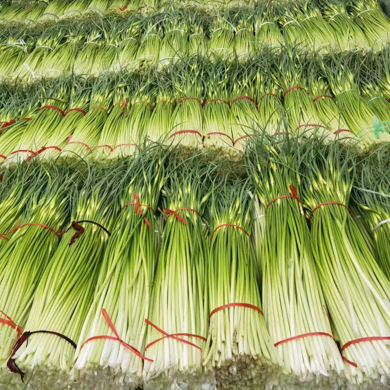 白帽蒜苔，紅帽蒜薹，長苔，短苔都已經(jīng)大量上市了，大量供應(yīng)中。