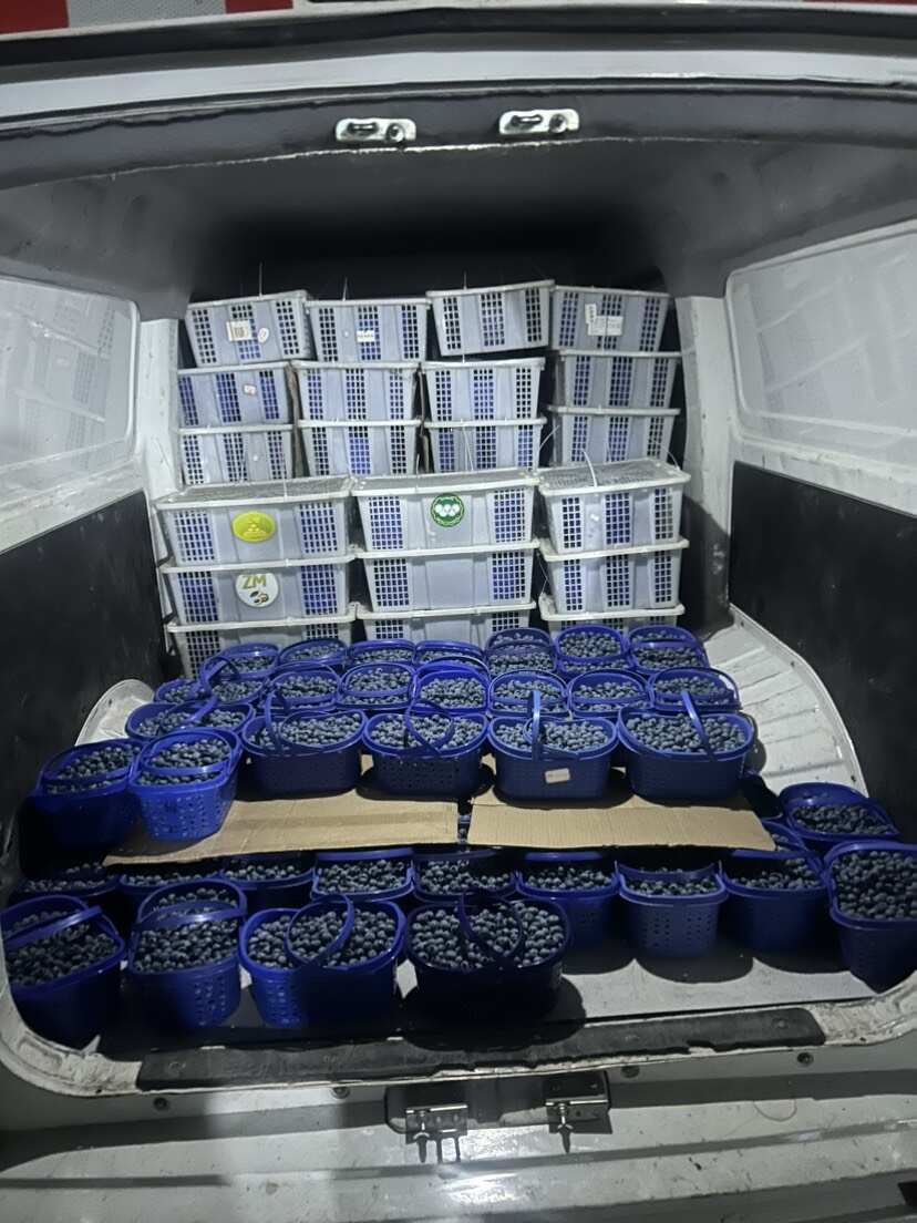 蓝莓云南澄江自家蓝莓合作社千亩蓝莓基地