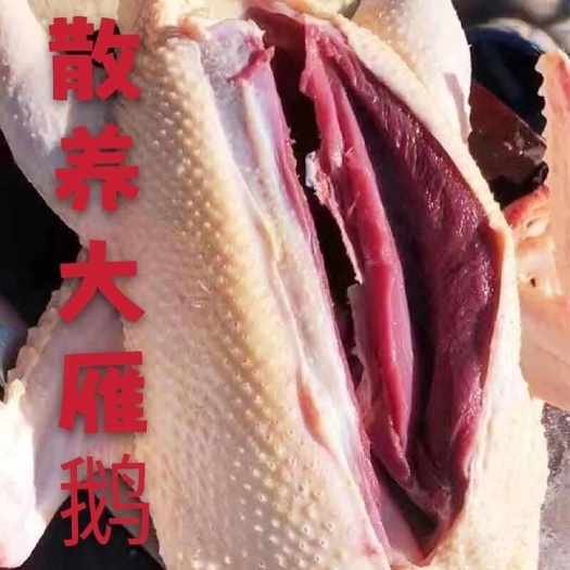 松原新鲜雁鹅现杀冷冻雁鹅整只发货无内脏鹅鹅肉农家散养非白条鹅包邮