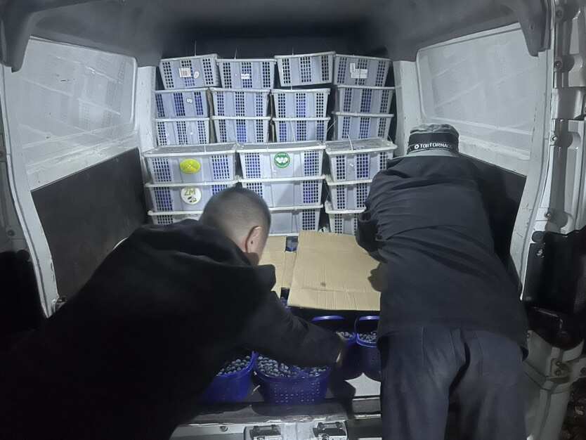 蓝莓云南澄江自家蓝莓合作社千亩蓝莓基地