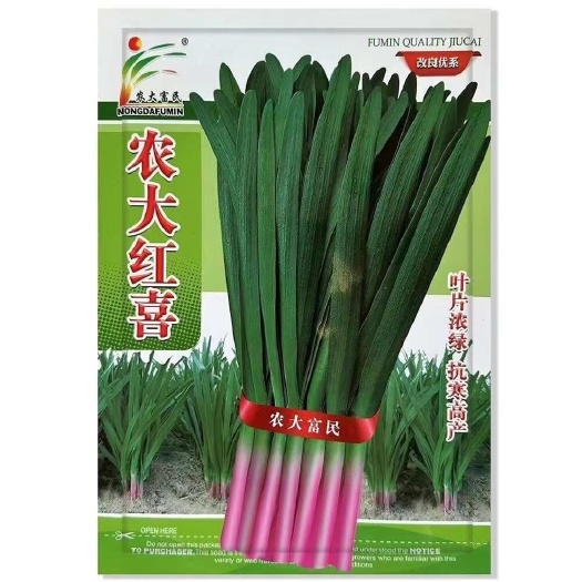 沭阳县红根韭菜种子多年生韭菜种籽紫根红根宽叶大叶耐热耐寒高产