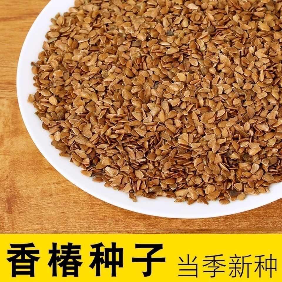 红香椿种子去翅净籽速生芽苗菜香椿树种子春秋可种植