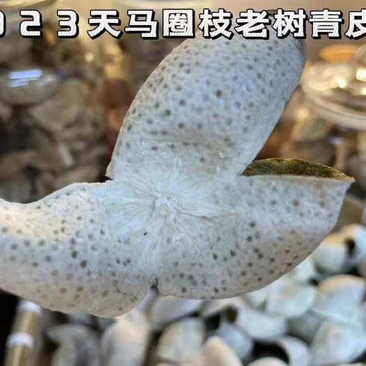 江门2023年天马圈枝老树青皮陈皮