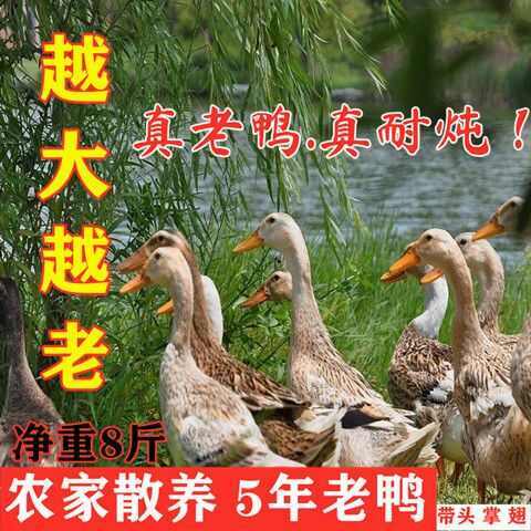 潍坊散养五年老鸭子土鸭农家水养老鸭鸭肉整只土鸭新鲜现杀鸭肉批发