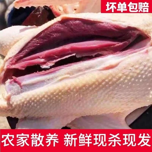 松原新鲜雁鹅现杀冷冻雁鹅整只发货无内脏鹅鹅肉农家散养非鹅腿包邮