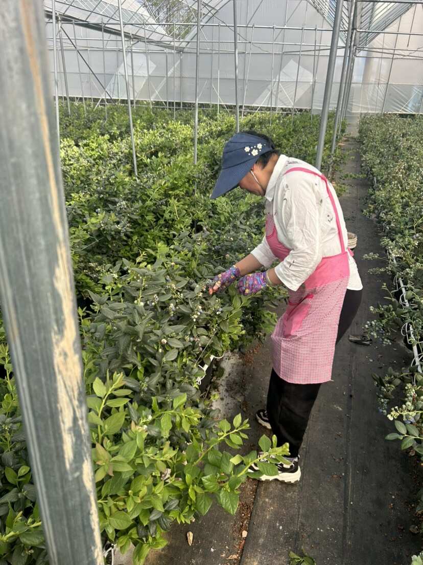 蓝莓云南澄江自家蓝莓合作社千亩蓝莓基地