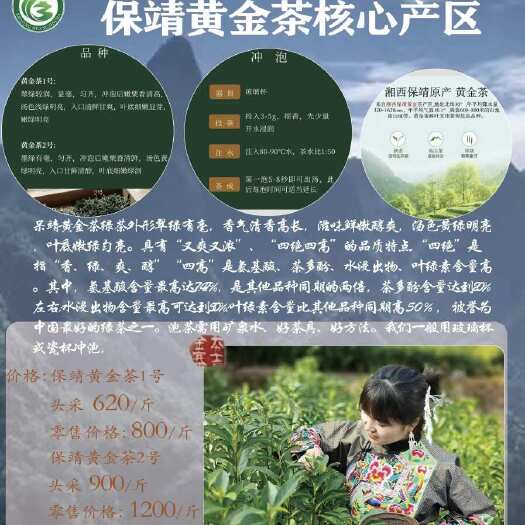 保靖县今年保靖黄金茶园大丰收，需要黄金茶自喝，送礼和宴客的可以联系