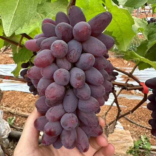弥勒市茉莉香葡萄产地直供 葡萄代办代发代收  水果一件代发