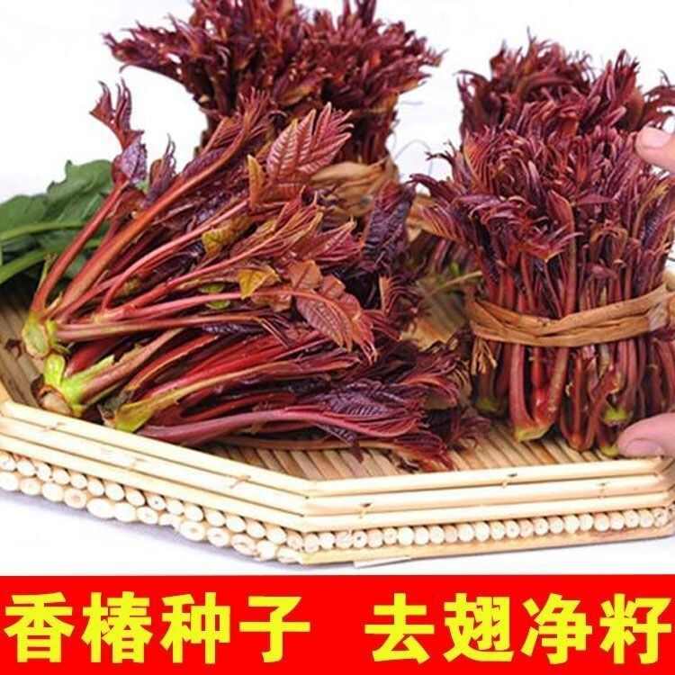 红香椿种子去翅净籽速生芽苗菜香椿树种子春秋可种植