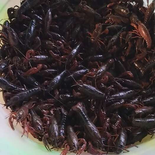 重庆市小龙虾