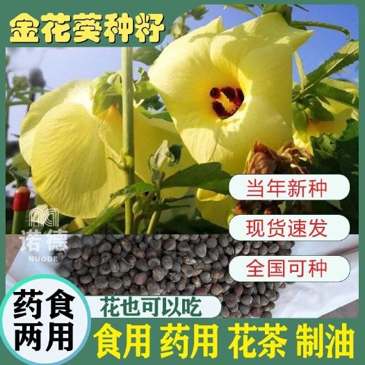 金花葵种子菜芙蓉无限开花观赏观光农业花卉产业野芙蓉黄蜀葵种籽