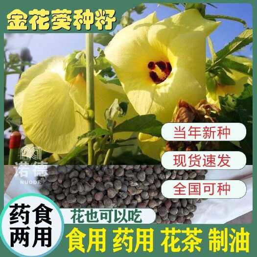 淮安金花葵种子菜芙蓉无限开花观赏观光农业花卉产业野芙蓉黄蜀葵种籽