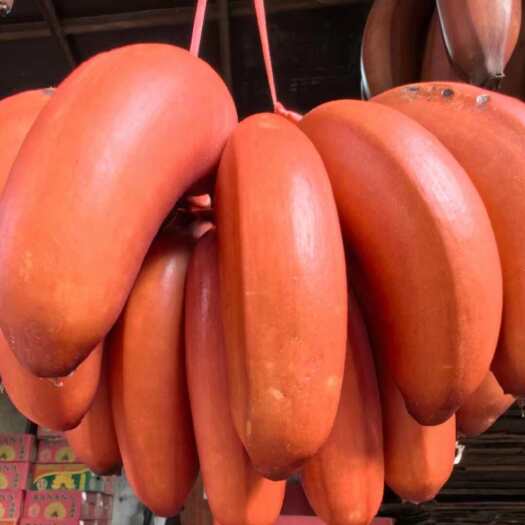 福建漳州红美人蕉5斤新鲜现摘当季时令水果红皮香蕉整箱包邮广西