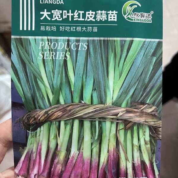 红根蒜苗种子红根香蒜硬叶蒜苗一年四季三茬连续均可种植蒜苗种籽