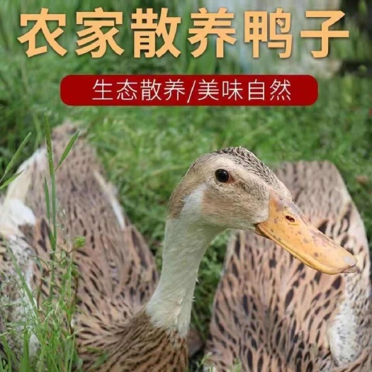 潍坊农家散养大鸭子鸭肉新鲜现杀嫩鸭麻鸭老鸭鸭子整只白条鸭