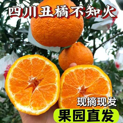 四川丑橘不知火