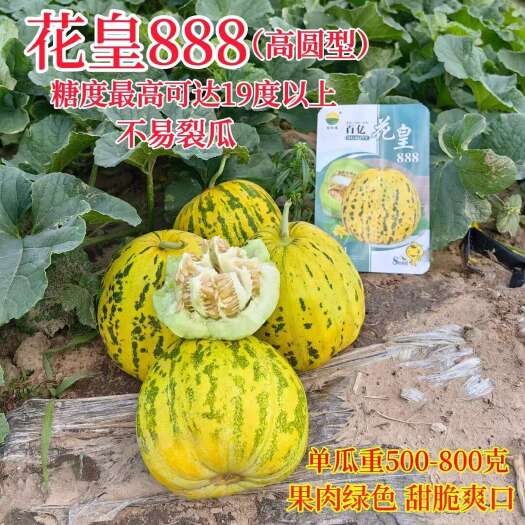宿迁百亿佳中晚熟花皇888甜瓜种子 唐皇9999早熟花点甜瓜种子