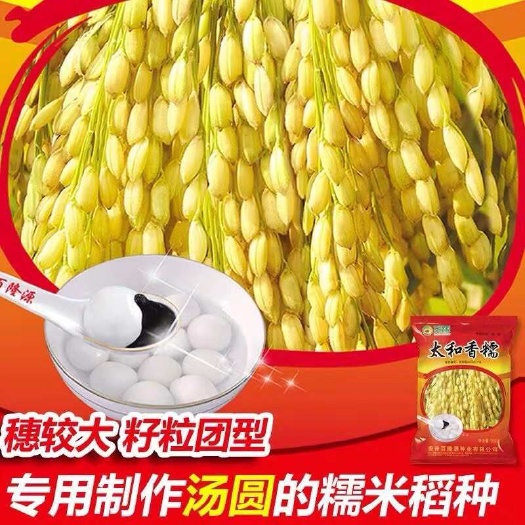 凯里市太和香糯水稻种子短粒高产糯稻种籽圆粒糯米种籽团糯种植可留种孑