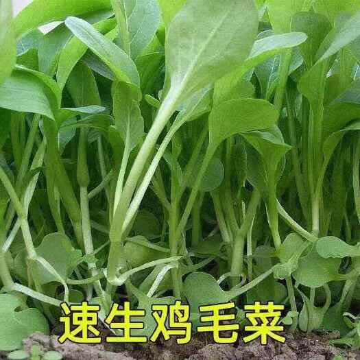 沭阳县鸡毛菜菜籽种子四季上海青菜籽种子耐高温耐热耐雨水蔬菜籽种子