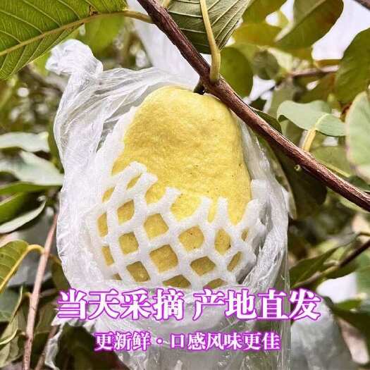 东山县福建漳州软糯白心芭乐新鲜水果奶油软心番石榴