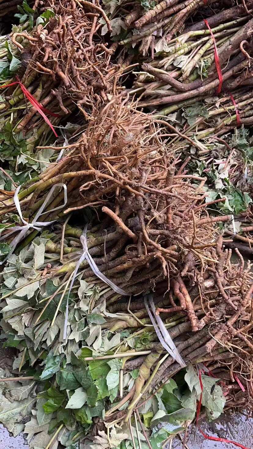 通草大通草苗，现货批发价优，符合药典标准，枝叶茂盛，技术指导