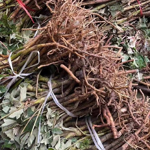 通草大通草苗，现货批发价优，符合药典标准，枝叶茂盛，技术指导