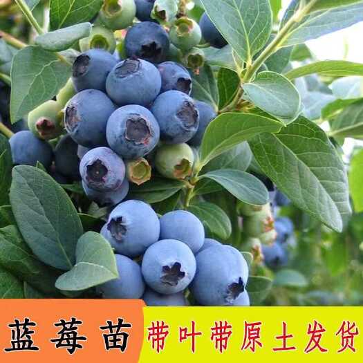 平邑县薄雾蓝莓苗 奥尼尔 云雀 法新 H5大果蓝莓品种苗带原土发货