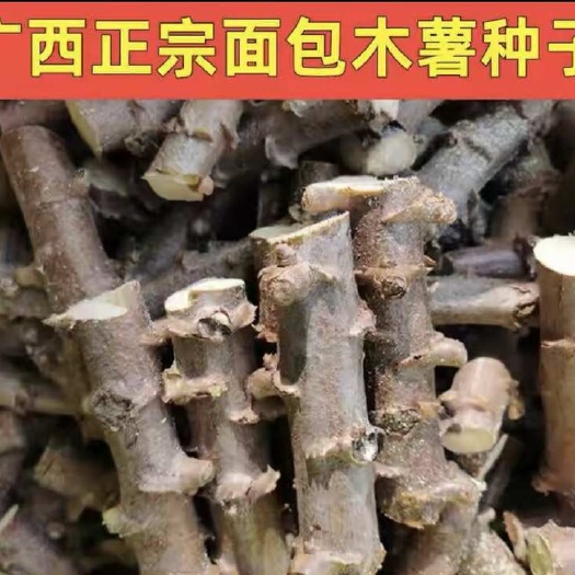 灵山县木薯种苗广西面包木薯苗黄心木薯苗白心木薯苗