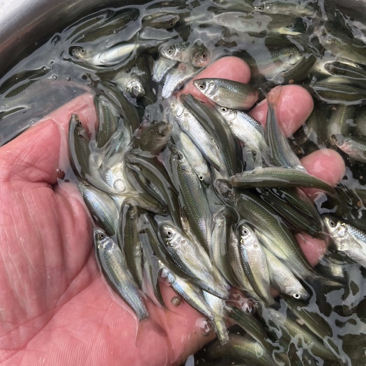 优质赤眼鳟鱼苗 红眼鲮 良种杂交快大  基地直供 经济效益高