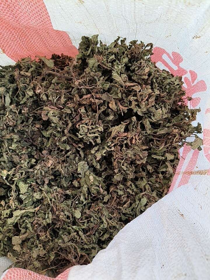 蛤蟆草