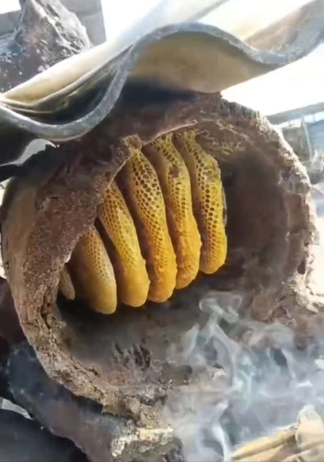 土蜂蜜