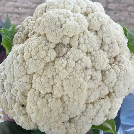 新野县白花菜花