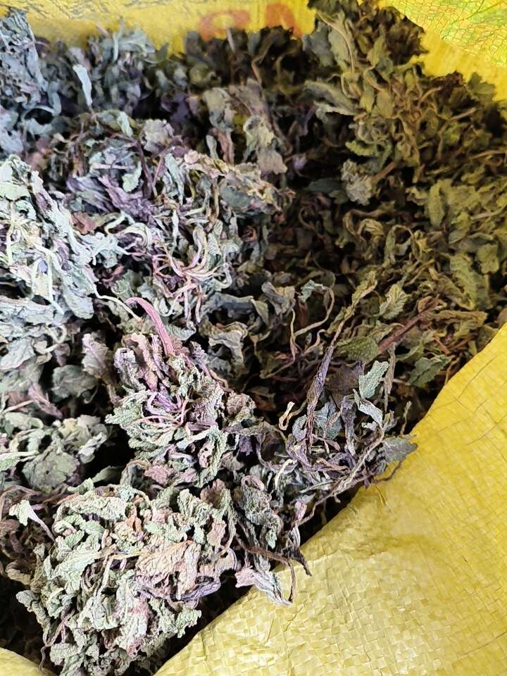 蛤蟆草