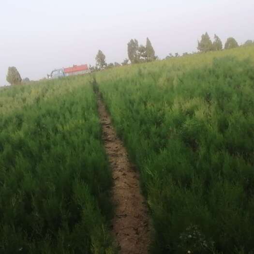 侧柏