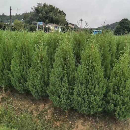 郴州湖南塔柏基地1—3米大量供应价格实惠