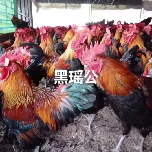衡南县黑瑶鸡苗  大种黑瑶鸡苗 公苗 母苗可分全国发苗