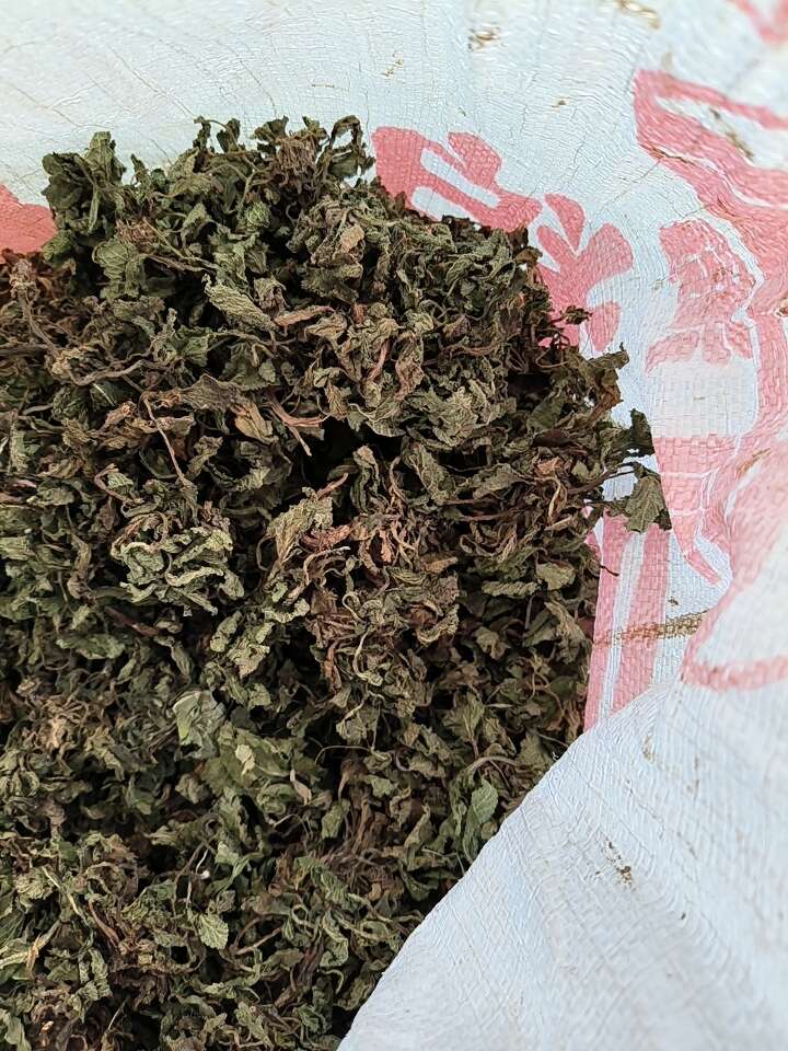 蛤蟆草