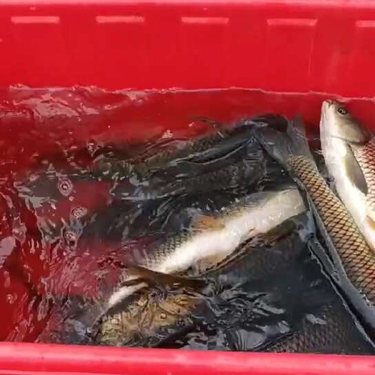草鱼（纯吃草，水库）