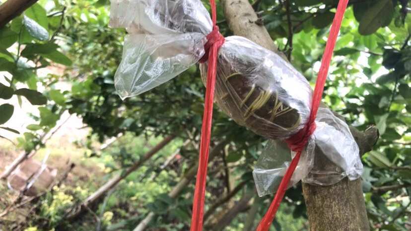 广州广东香水柠檬苗