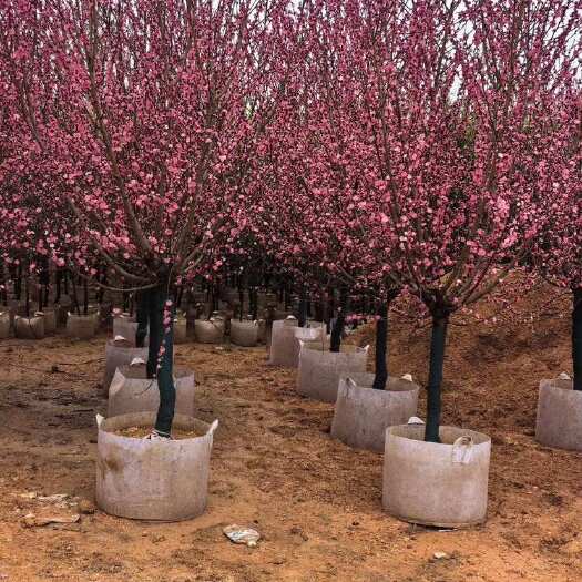 普宁市碧桃花，桃树5-8公分