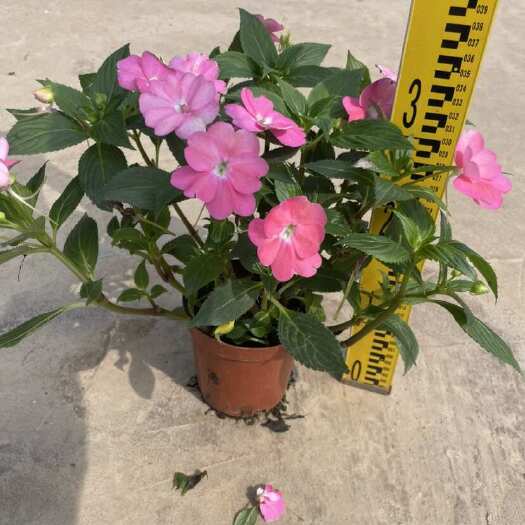 中山市凤仙花