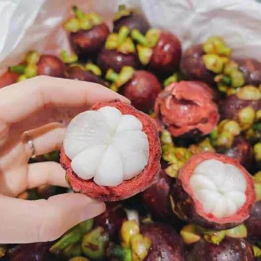 灵山县泰国山竹树苗引进新品种带土带叶发货可以盆栽地栽种植四季阳台庭