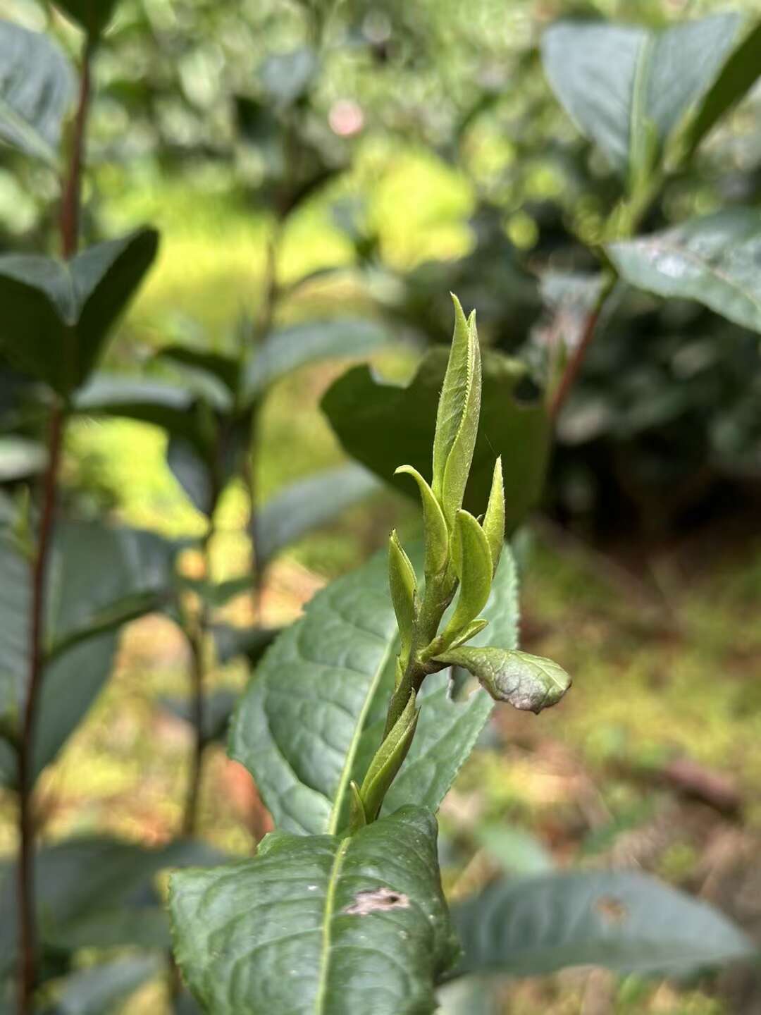 2024新茶富溪漕溪雨前一级古法黄山毛峰茶叶口粮绿茶半斤双罐