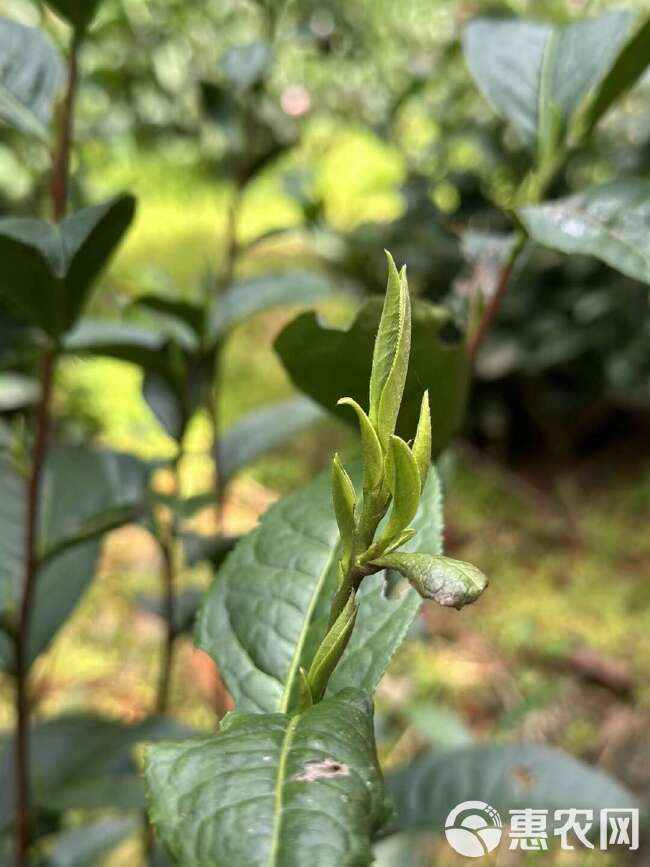 2024新茶富溪漕溪雨前一级古法黄山毛峰茶叶口粮绿茶半斤双罐