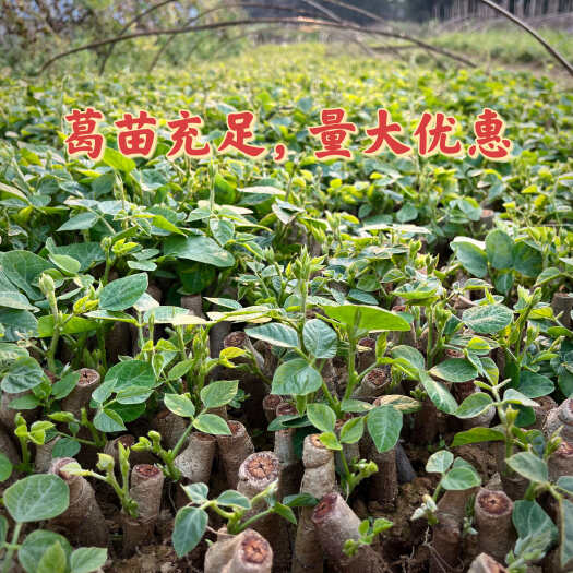 藤县广西优质无渣粉葛种苗发芽葛根苗绿化苗无渣粉葛苗葛根种植苗