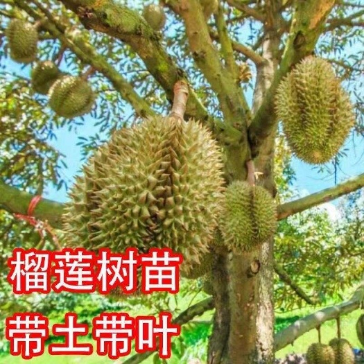 灵山县金枕榴莲树苗嫁接苗带原杯苗圃直销的榴莲苗带土带叶发货地栽盆栽