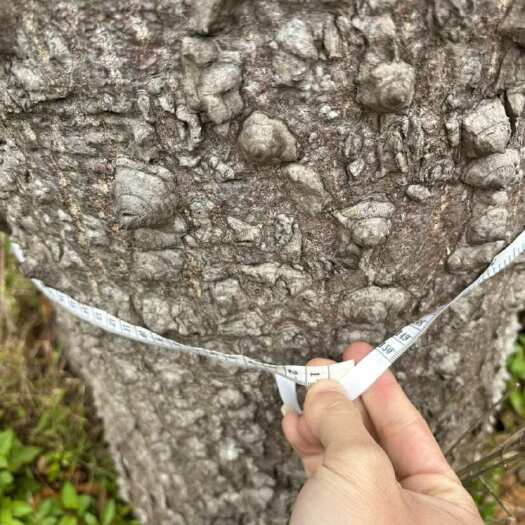 厦门木棉