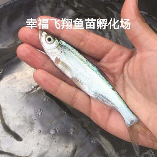 黄冈大白刁鱼苗，翘嘴白，翘嘴红鲌 拉网不跳