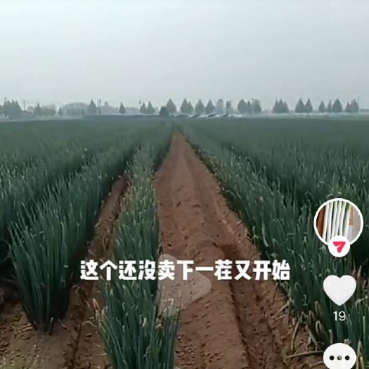 上蔡县铁杆大葱