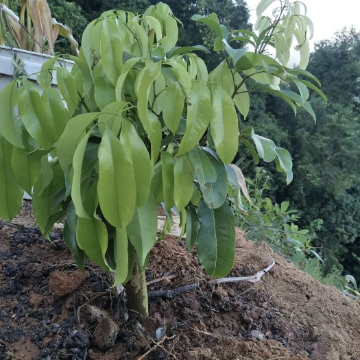 高州市高压荔枝苗有，情人荔、仙进奉、桂味、白糖罂、妃子笑，广东发货